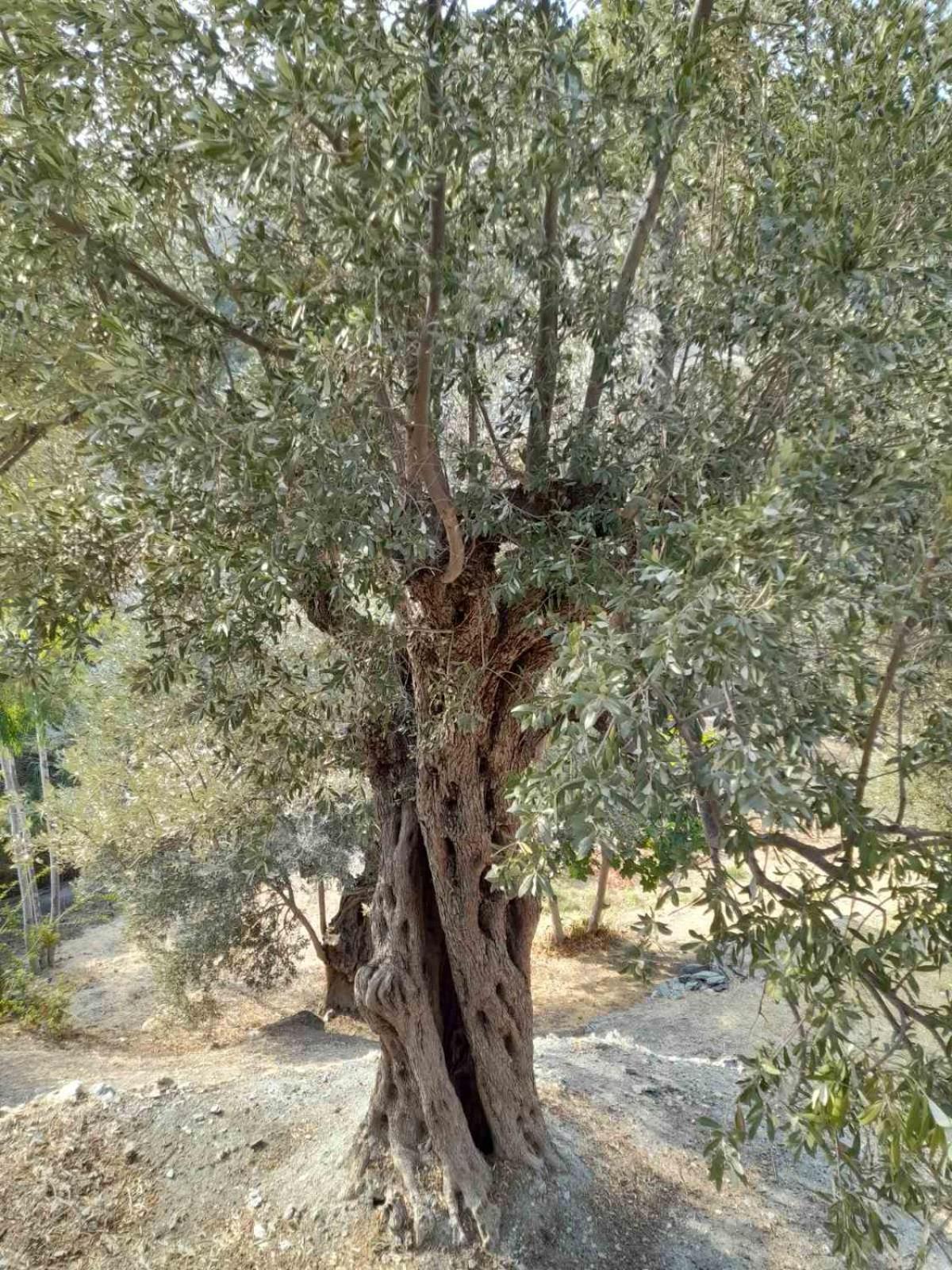 Δωμάτια Κόκκινος Πύργος Πλωμάρι Εξωτερικό φωτογραφία