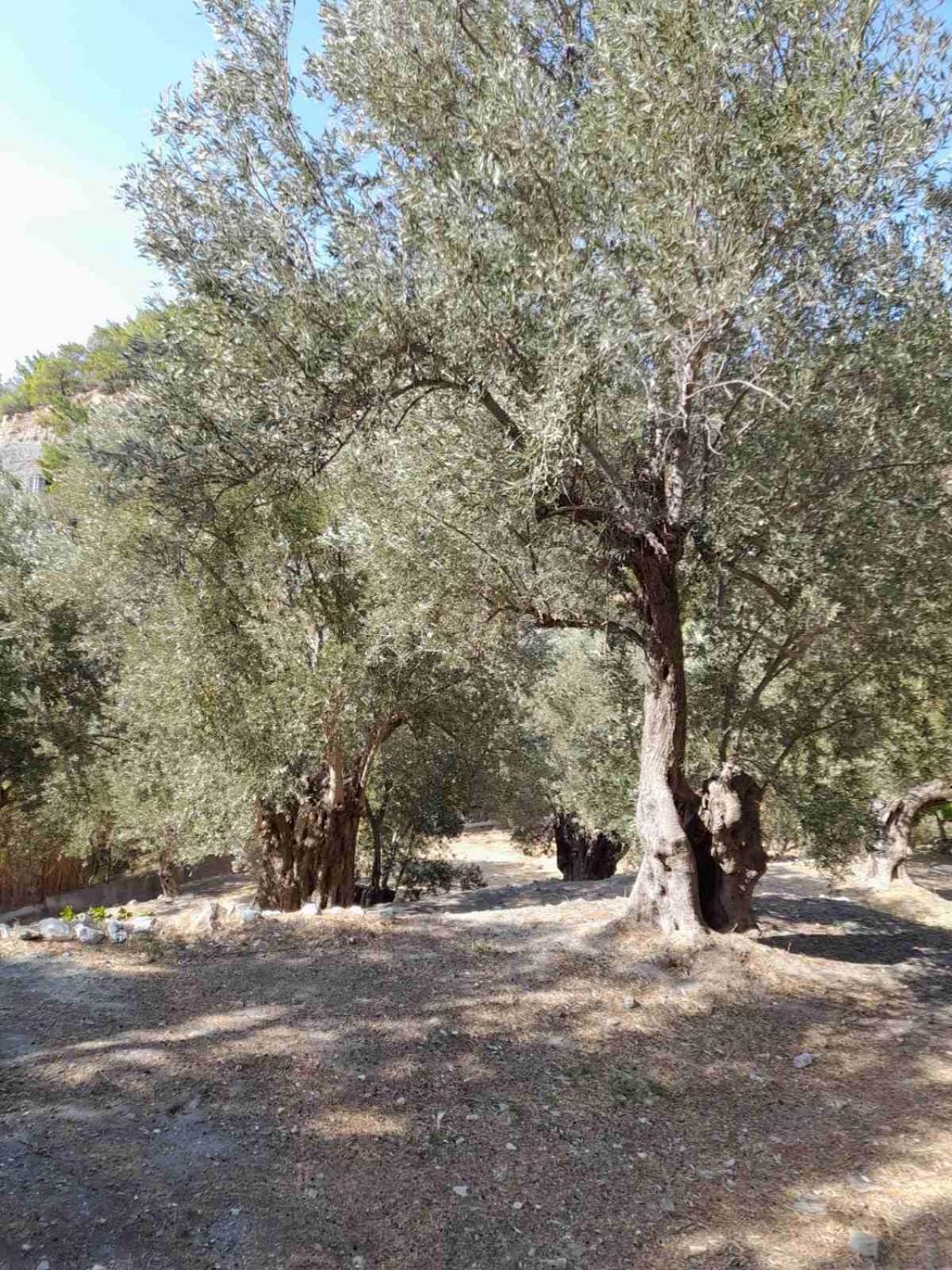 Δωμάτια Κόκκινος Πύργος Πλωμάρι Εξωτερικό φωτογραφία